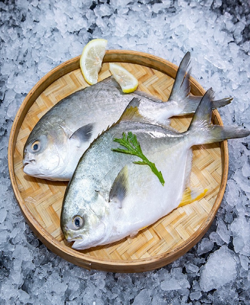 Golden Pompano series Golden Pompano series